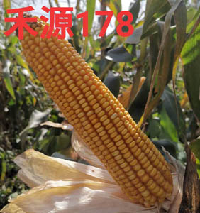 禾源178玉米種子